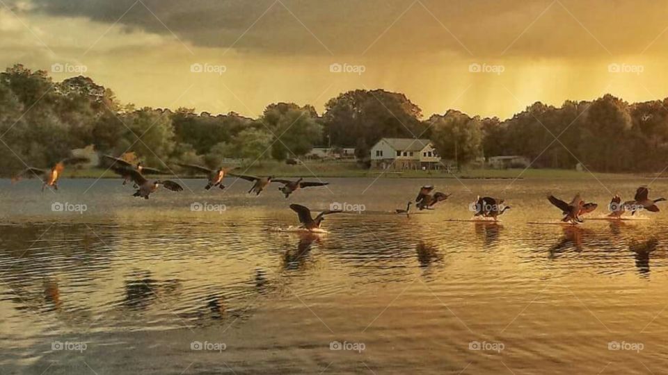 Landing gear down,  floppy geese landing