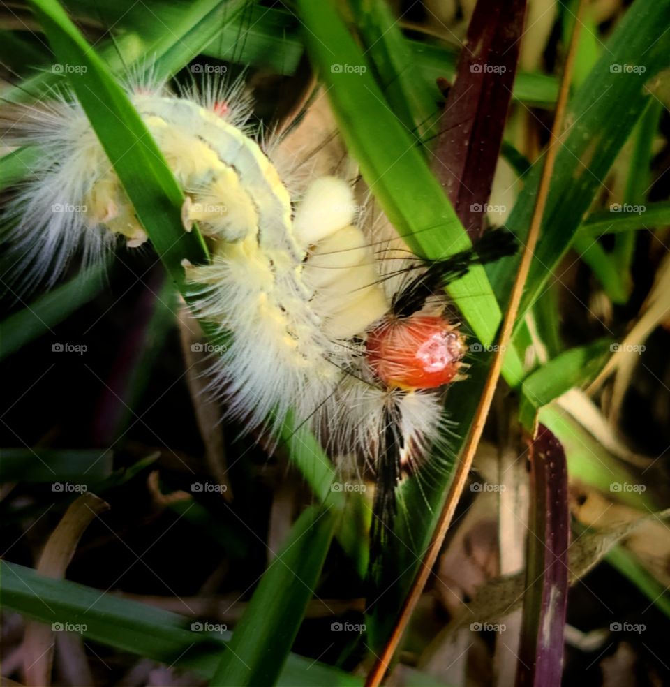 Tussock Moth Caterpillar