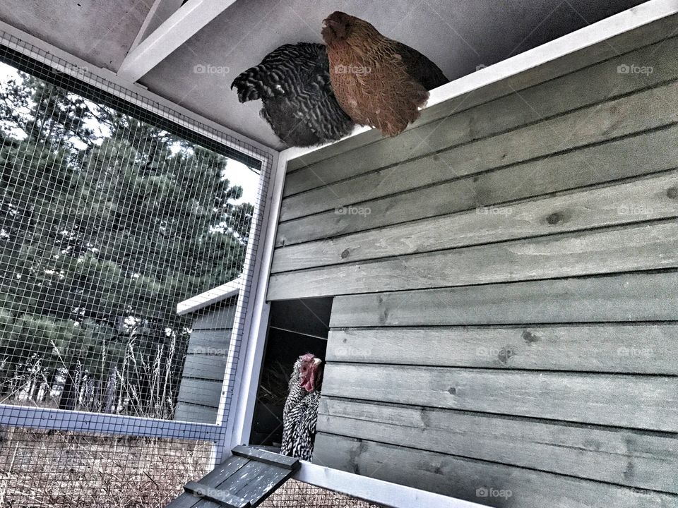 Rooster protecting his hens.