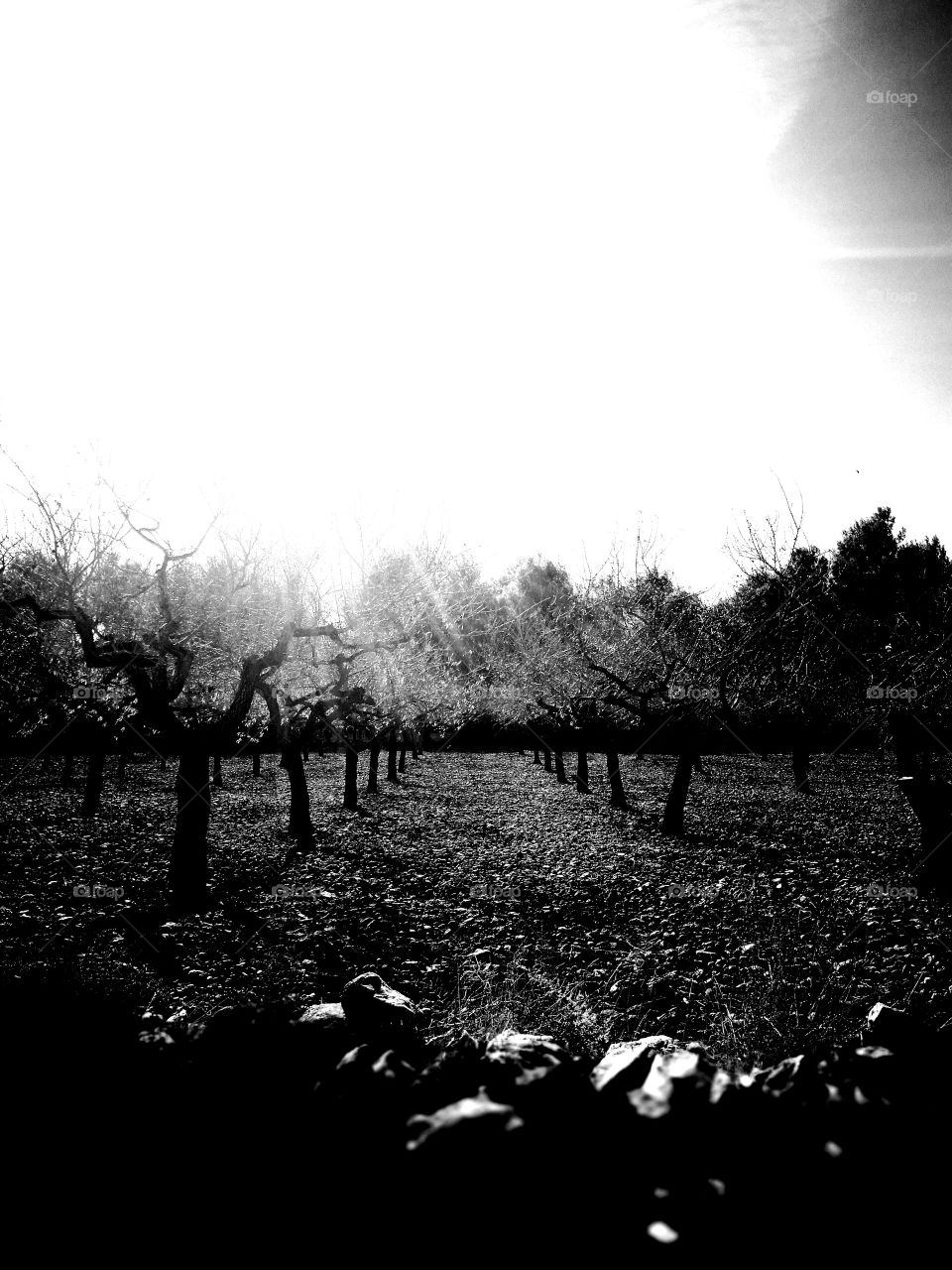 almond trees