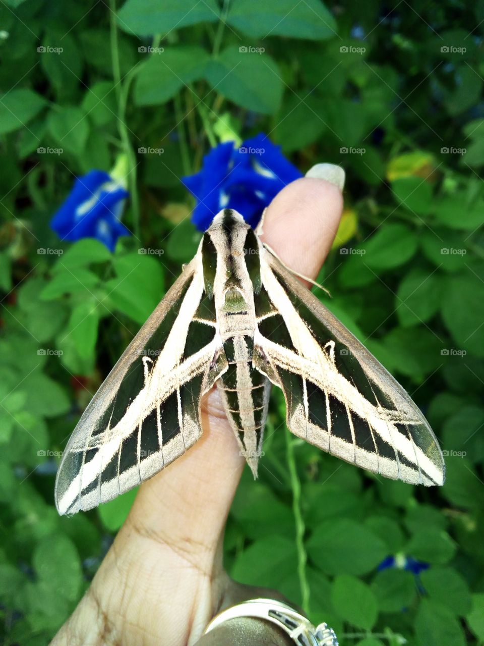 banded Sphinx moth