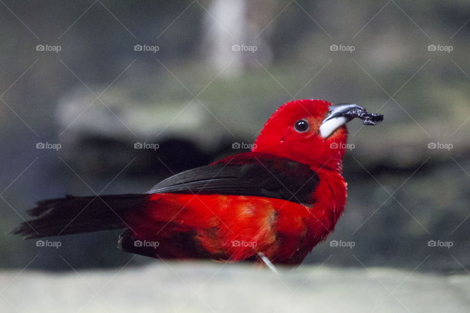 Red little bird 