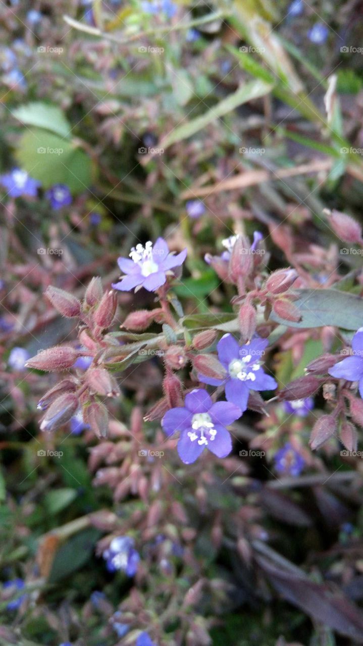 Beautiful violet flower. Medicinal plants