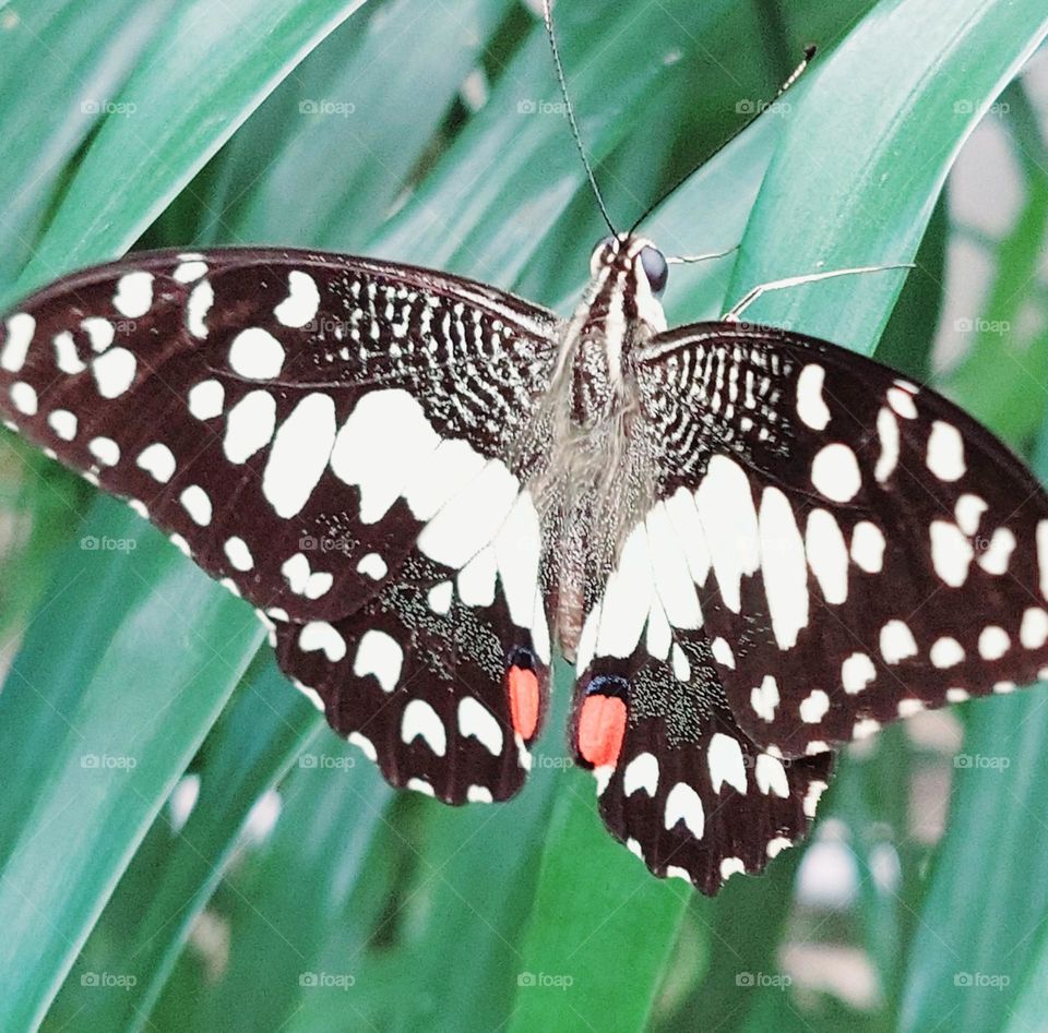 The orange butterfly is a type of butterfly from the Papilionidae tribe. So named because this butterfly caterpillar usually lives and becomes a pest on citrus trees