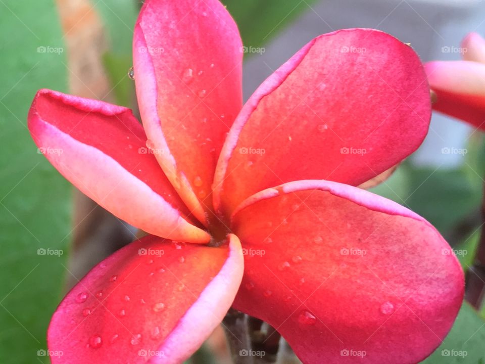 Plumeria 