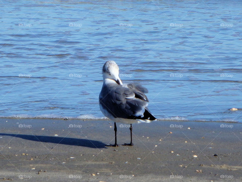 Beach Bird