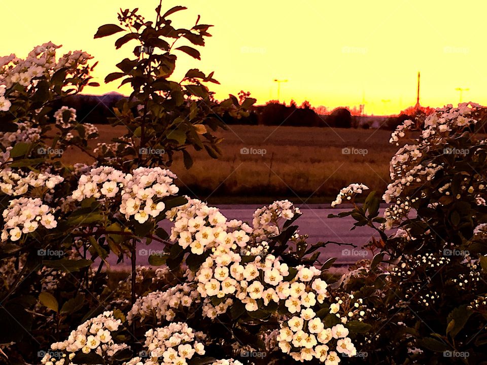 Flowers b edited the field before the sun baking the landscape on an evening framed by silhouettes of nature's blooms, leaves, wood, stalks, trees, and other interesting and intricate patterns 