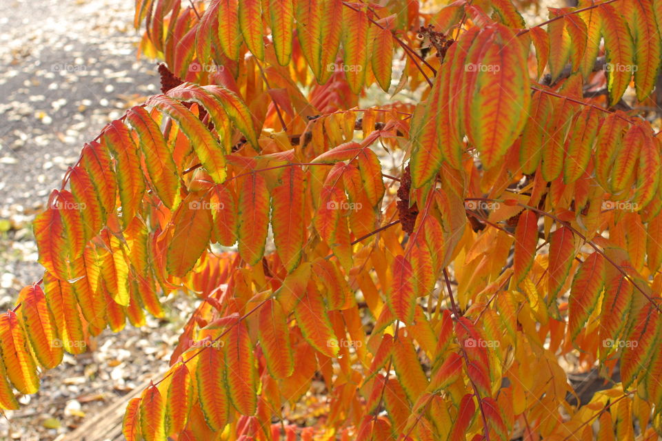 colorado fall color