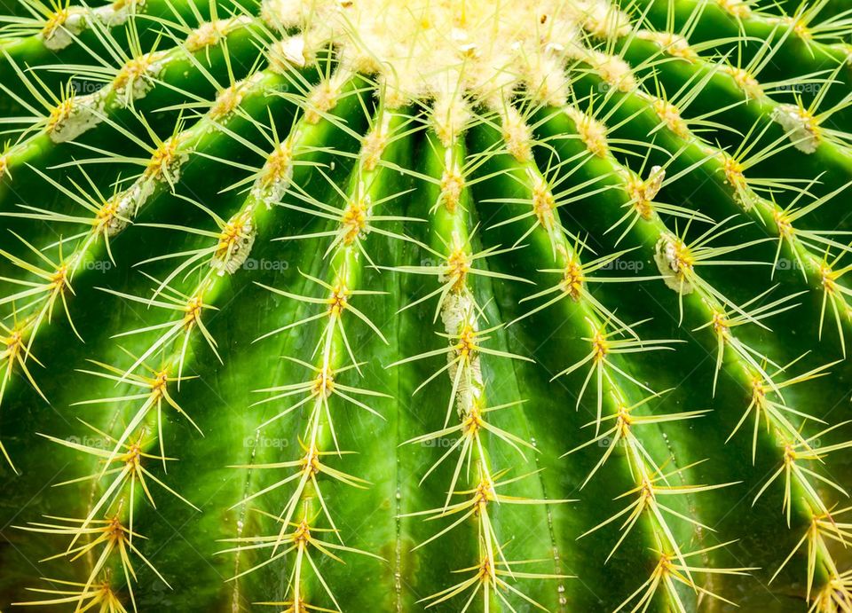 Closeup cactus