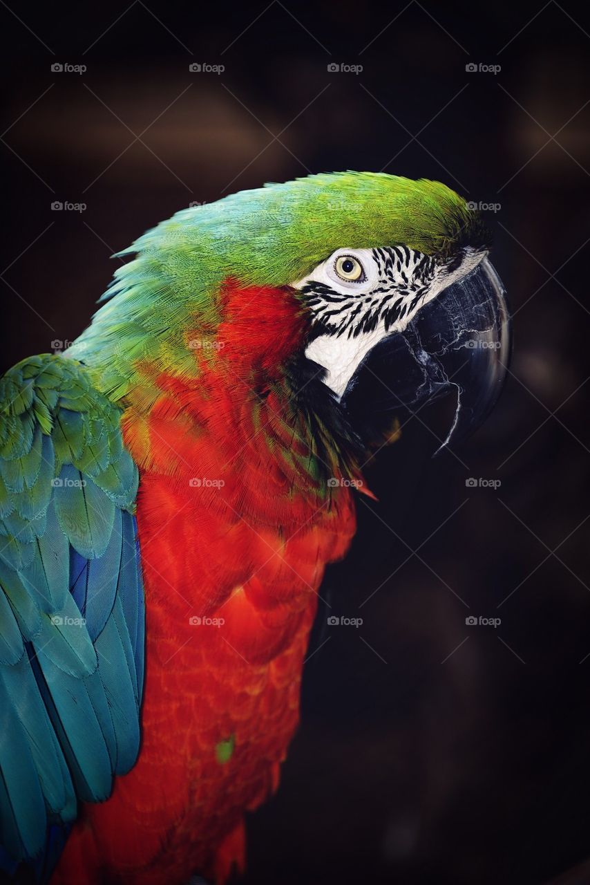 Portrait of parrot