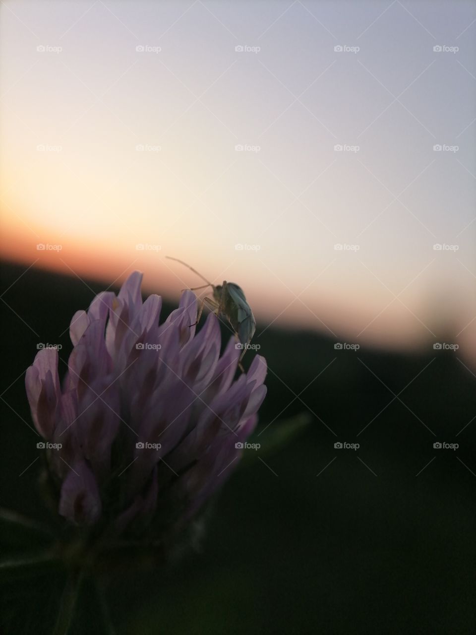 Flowers, roses, daisies, sky, summer, wild flowers, macro, insects, clover,