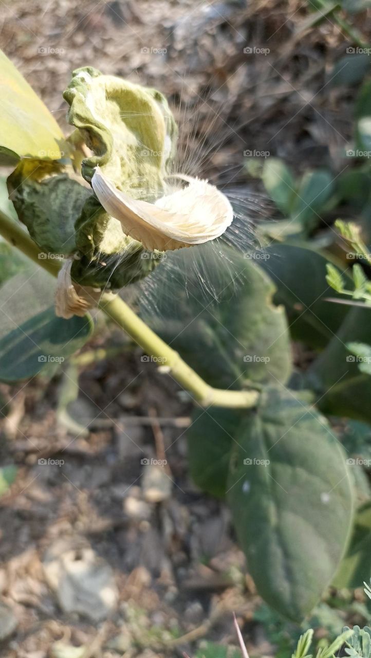 The fruit burst out with seeds in it with a beautiful  brush soft to touch.