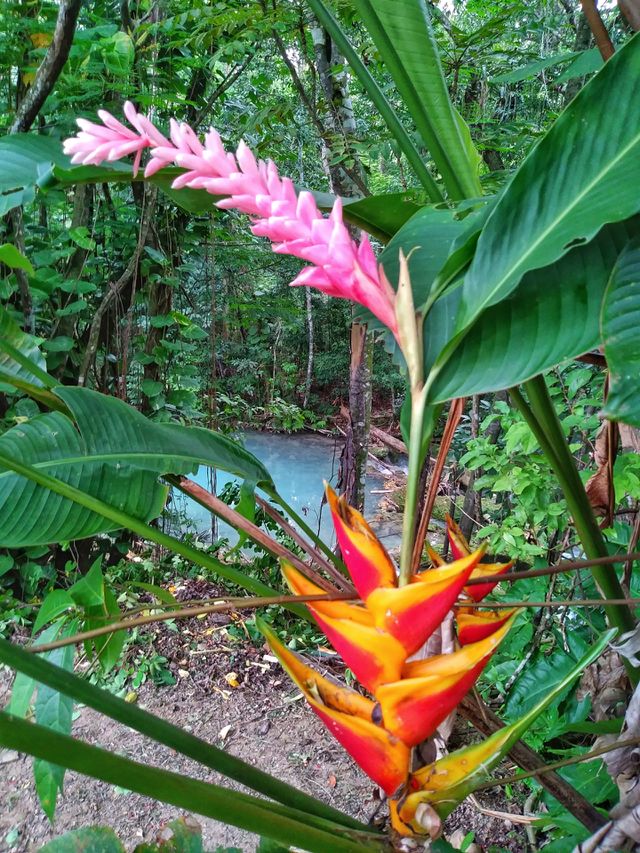 Colorfull Tropical Plants by the River