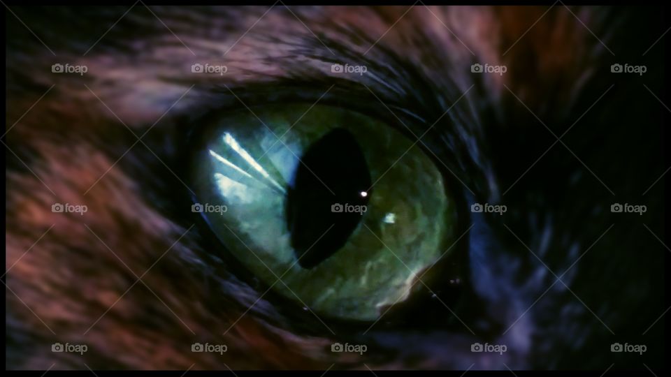 Cat Eye