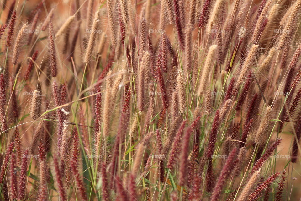 Fluffy grass