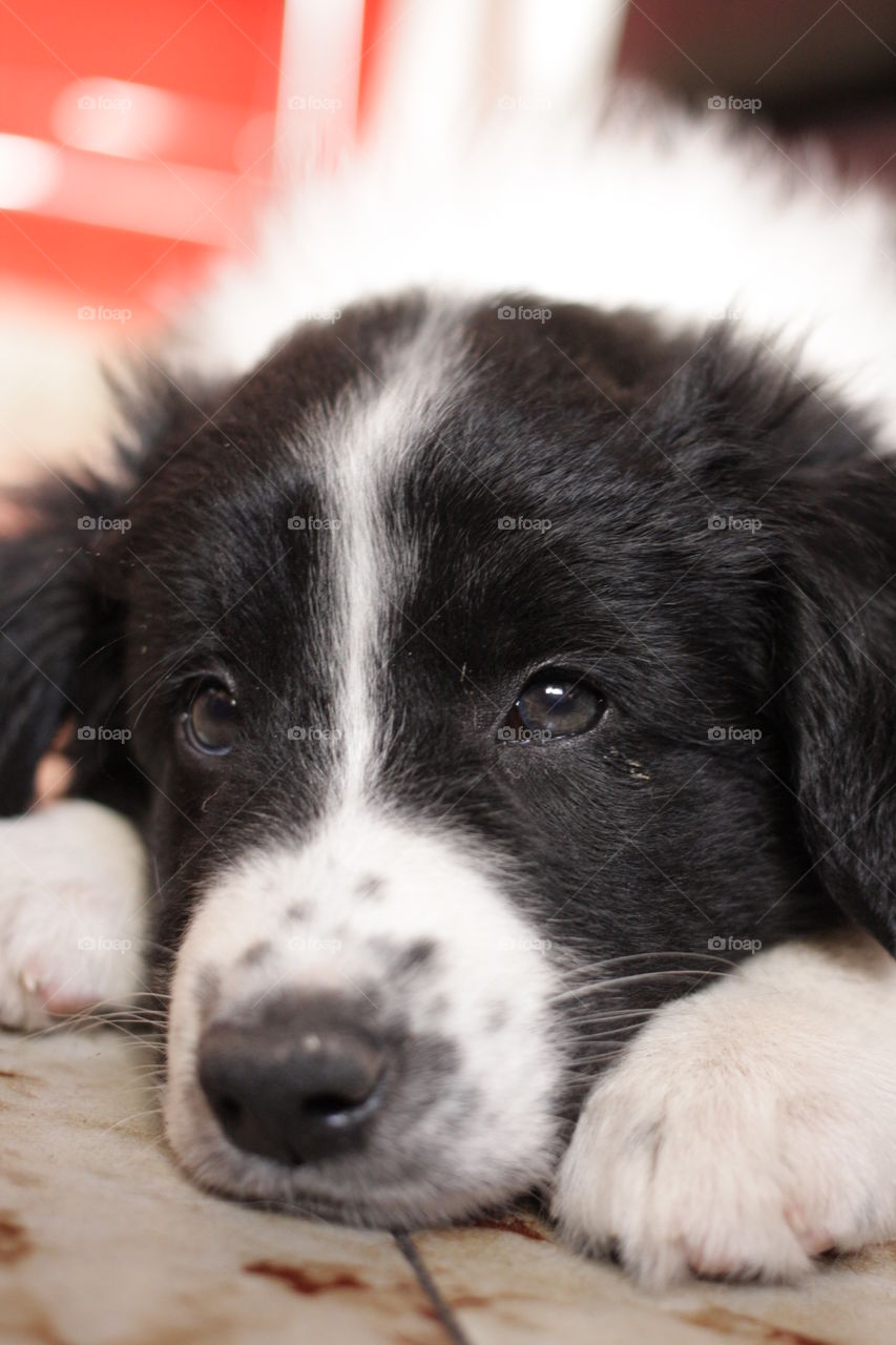 Bordercollie puppy 