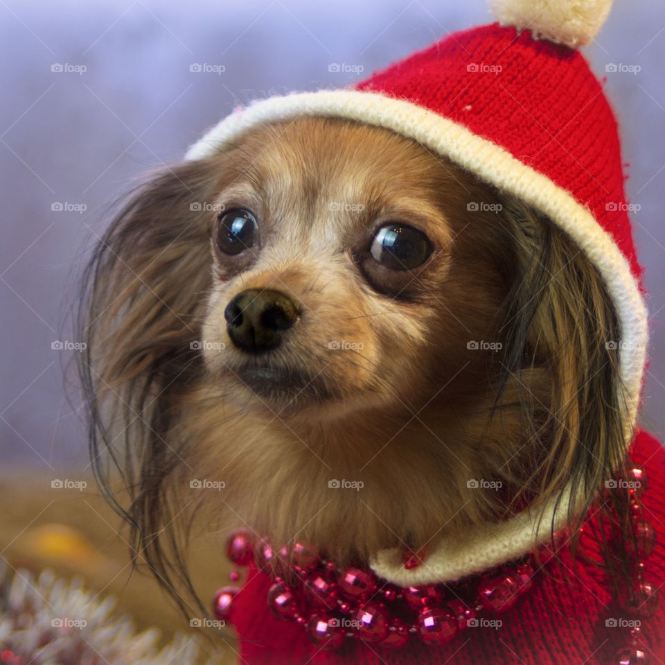 a dog dressed in a New Year's cap and a sweater