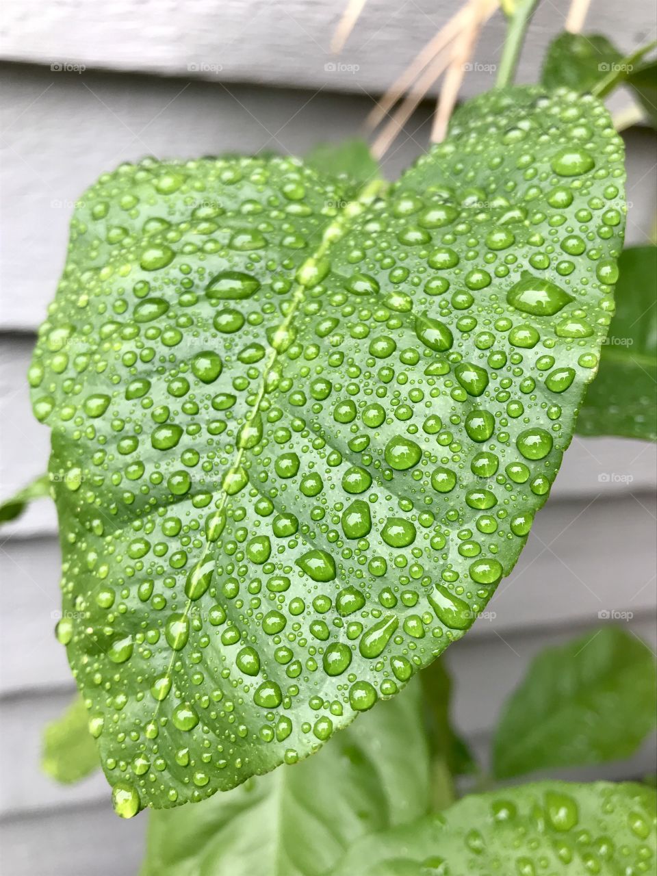 Citrus leaf with droplets of water