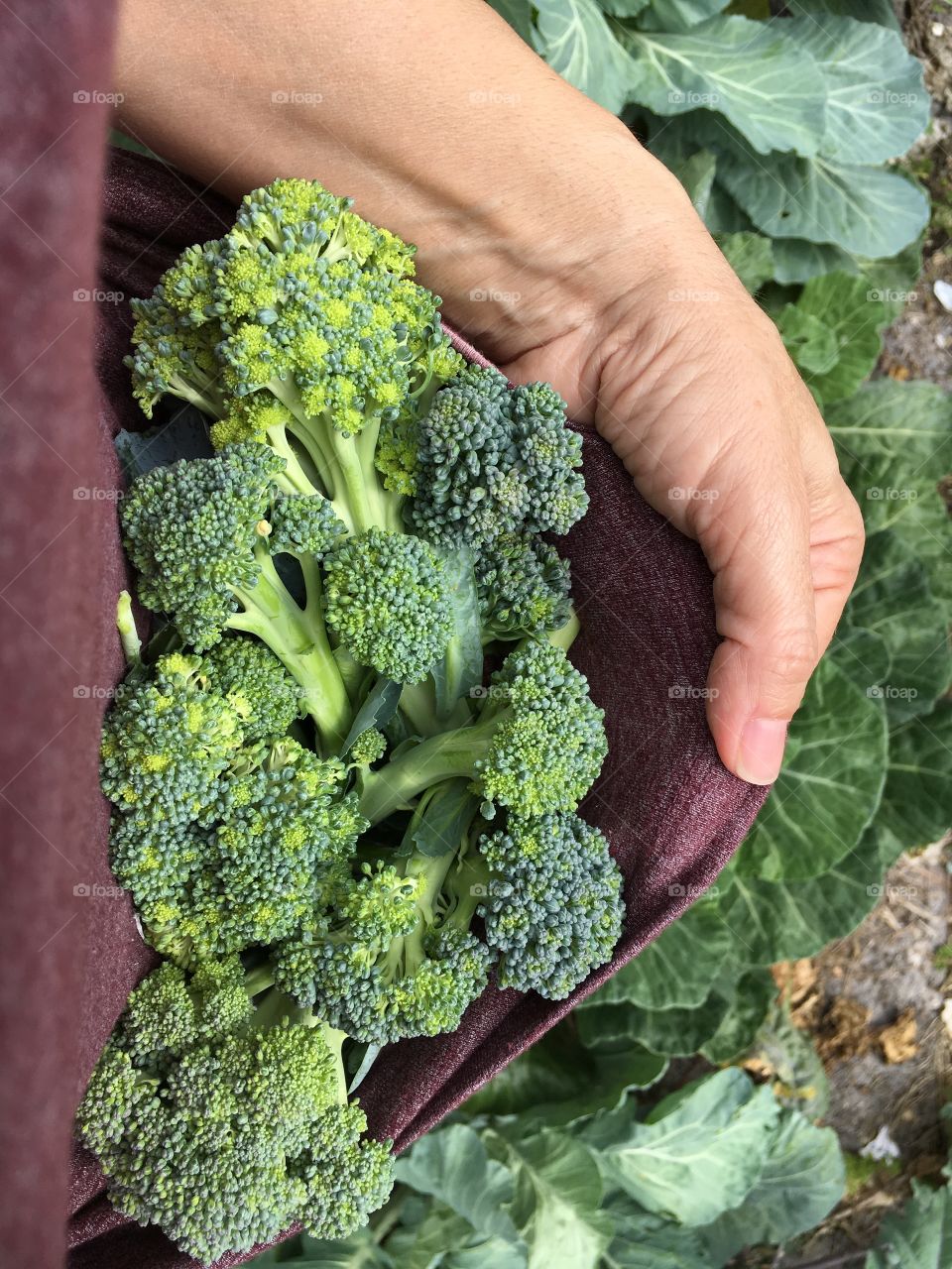 Broccoli harvest