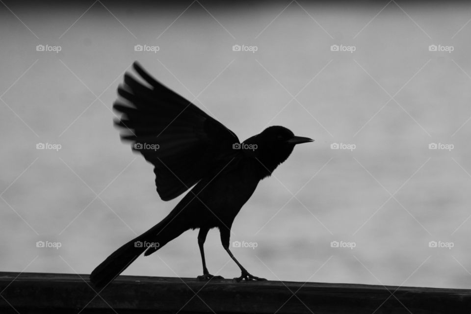 Black Crow Sillouette with water background