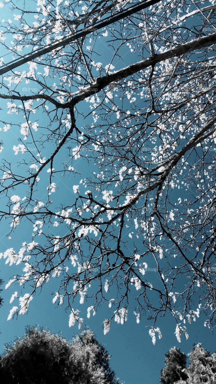 Infrared Tree Branches