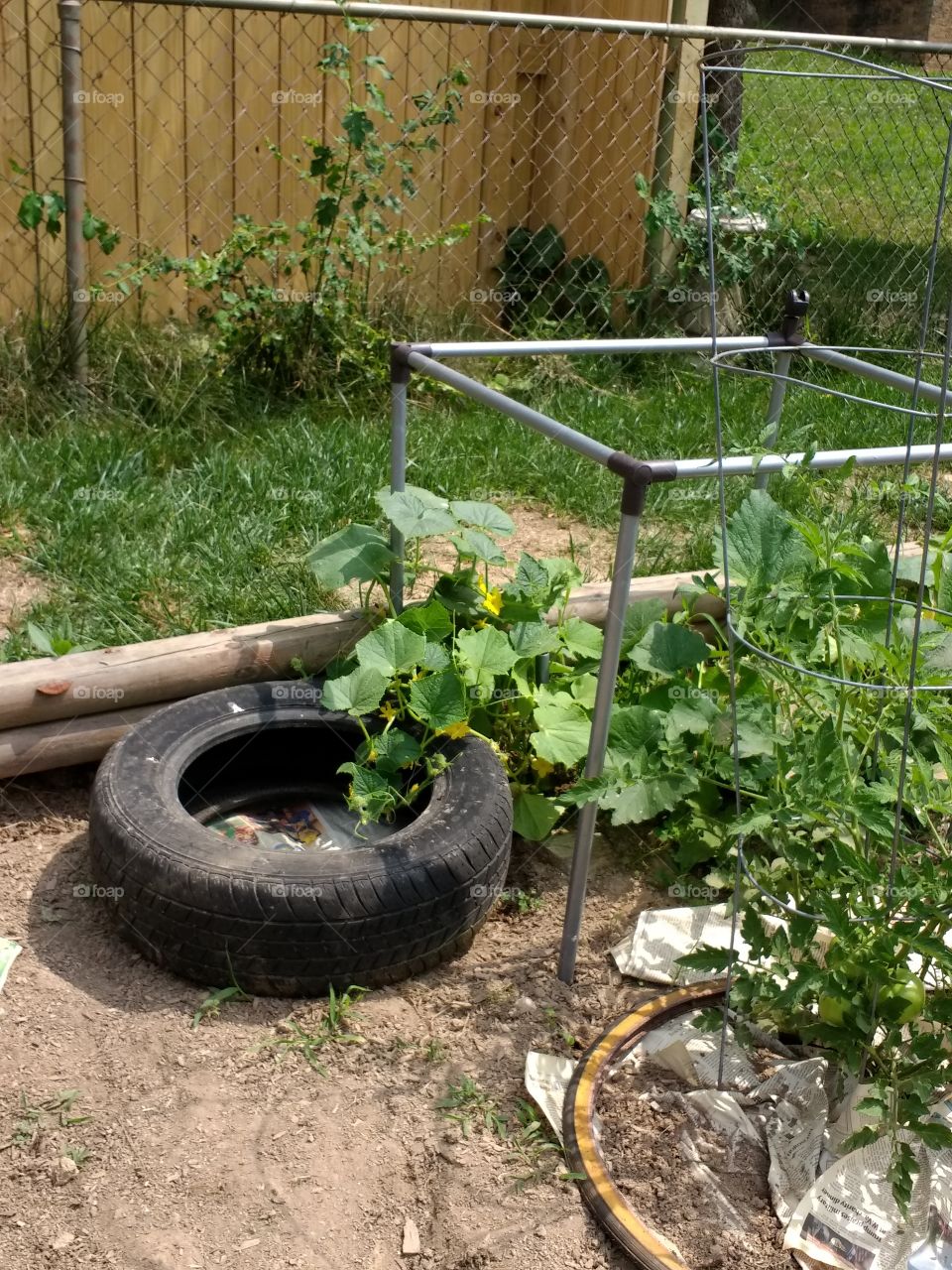 using tires and other recycling to grow cucumbers