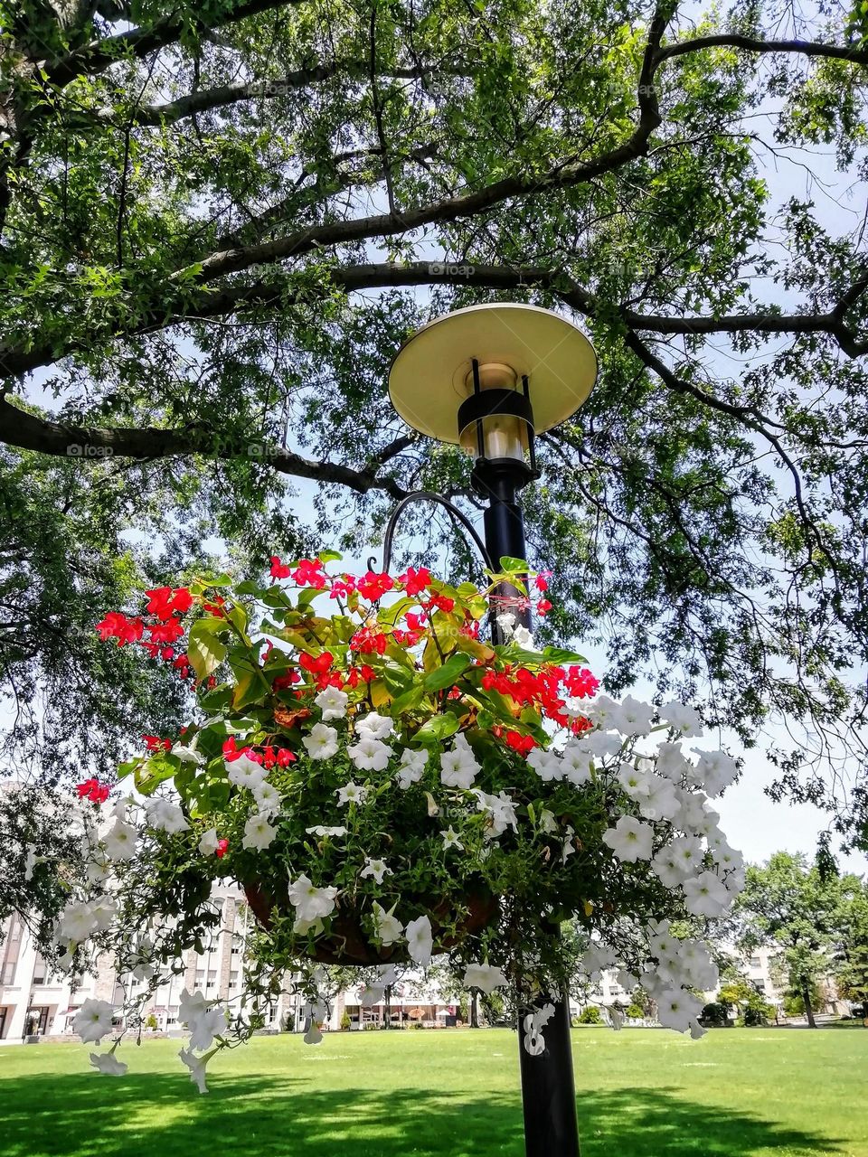 Urban nature: plants