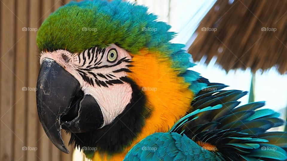 Macaw