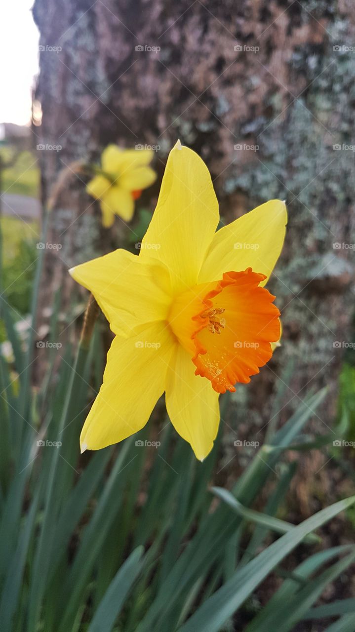 Daffidols in spring