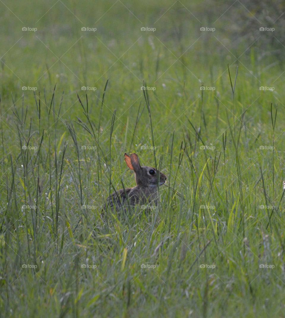 Bunny Rabbit in grass field