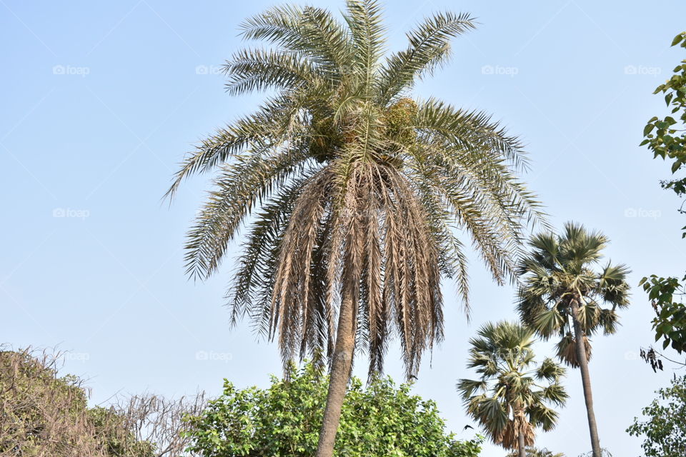 Palm tree