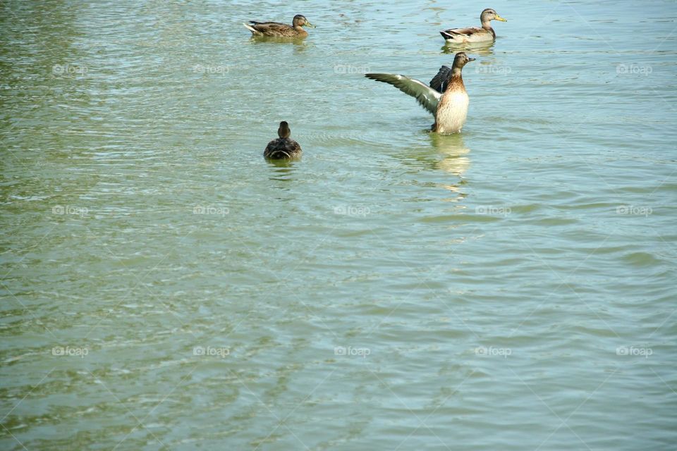 ducks by the pond