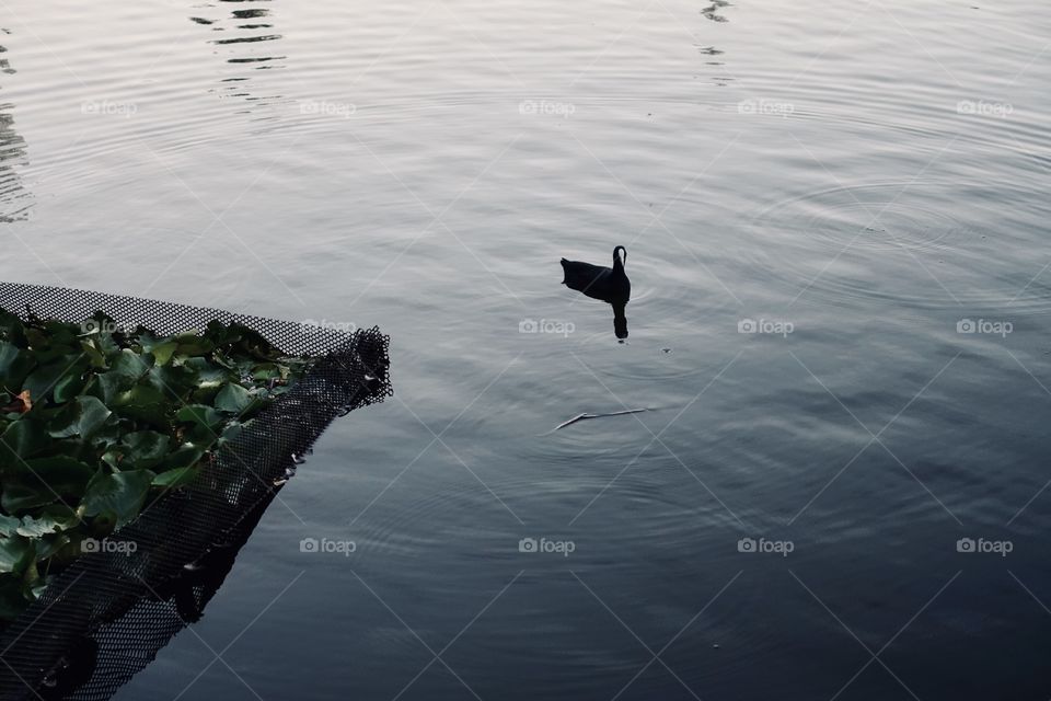 One Eurasian coot is staying on the water.