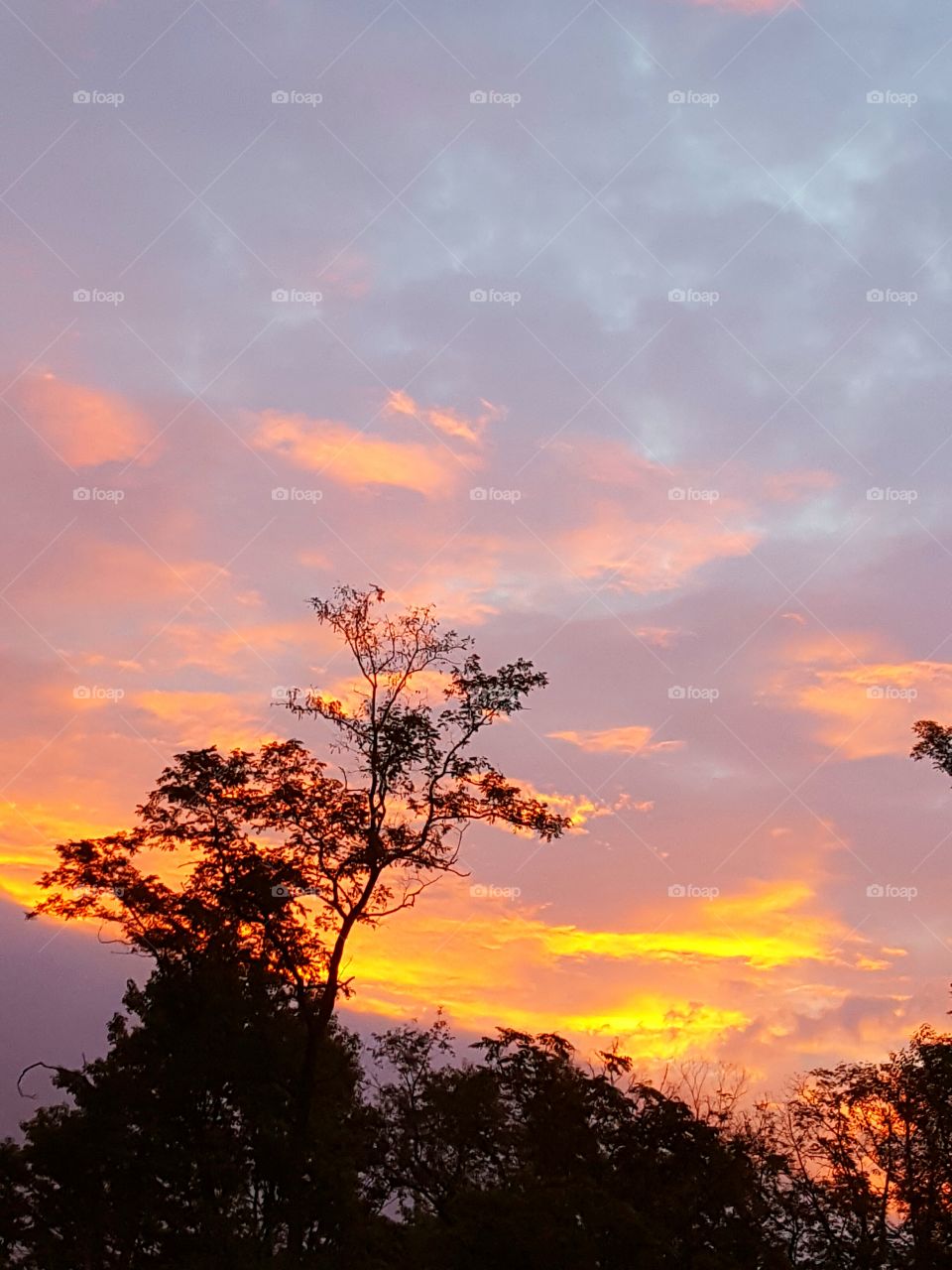 Silhouette of tree during sunset