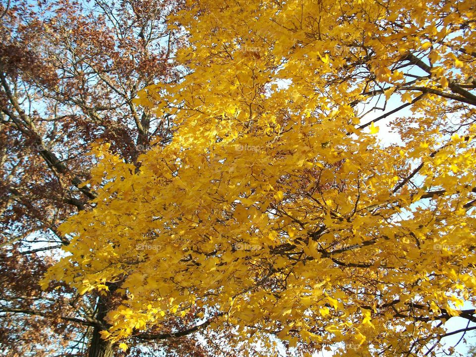 beautiful bold yellow fall leaves