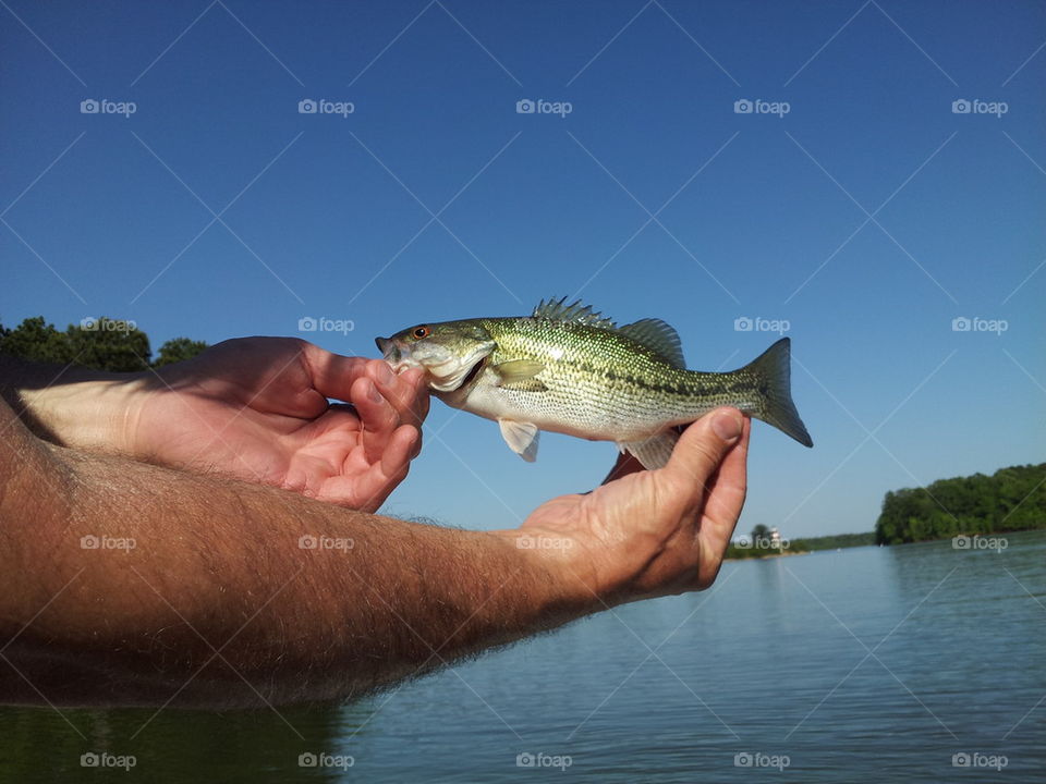 Small Large-Mouth Bass