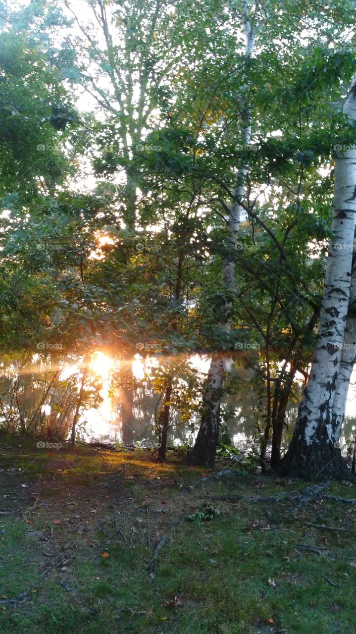 Tree, Landscape, Wood, Nature, Environment