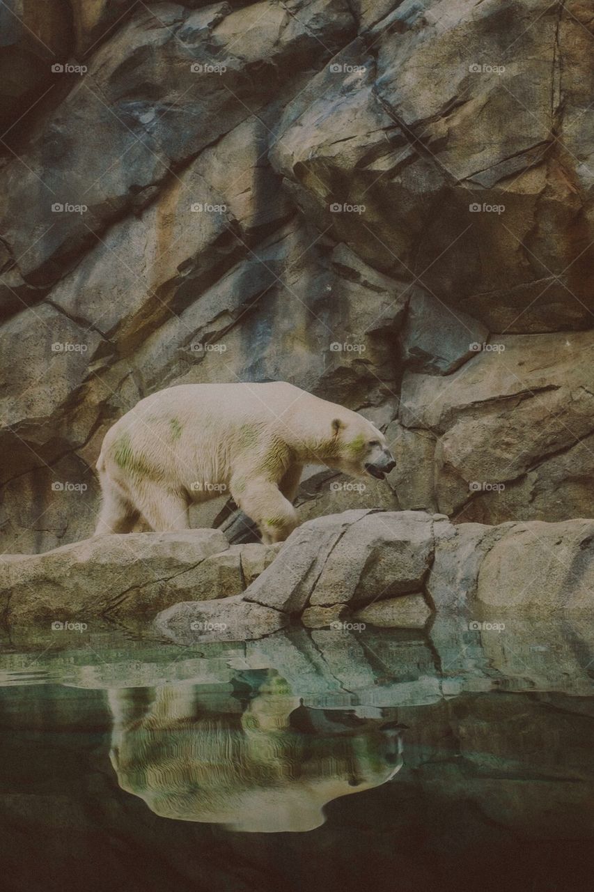Polar bear 