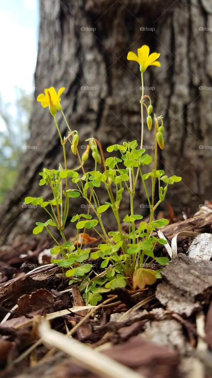 flowers blooming as part of spring.