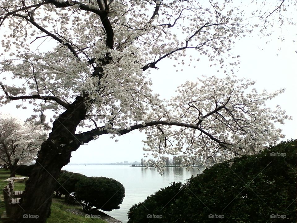 Cherry Blossoms on the Potomac