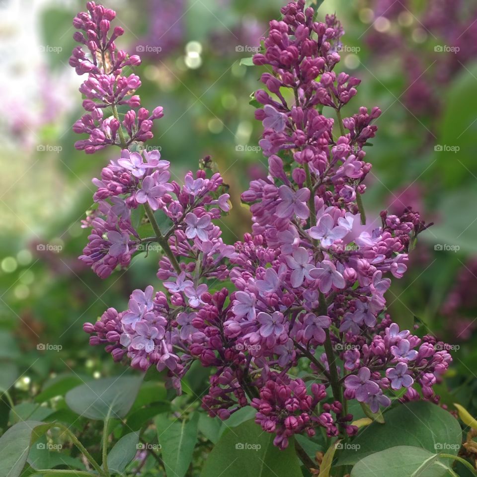 Lilacs