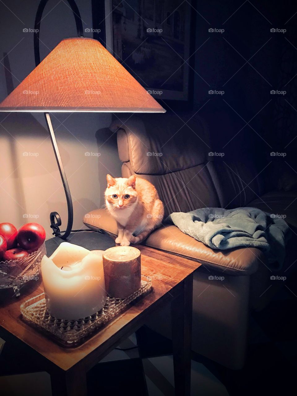 Cat under tablet light 