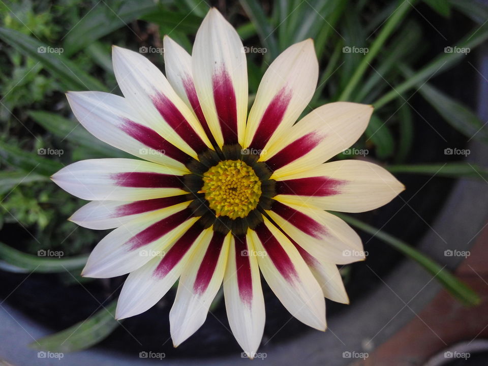 Exotic Daisy