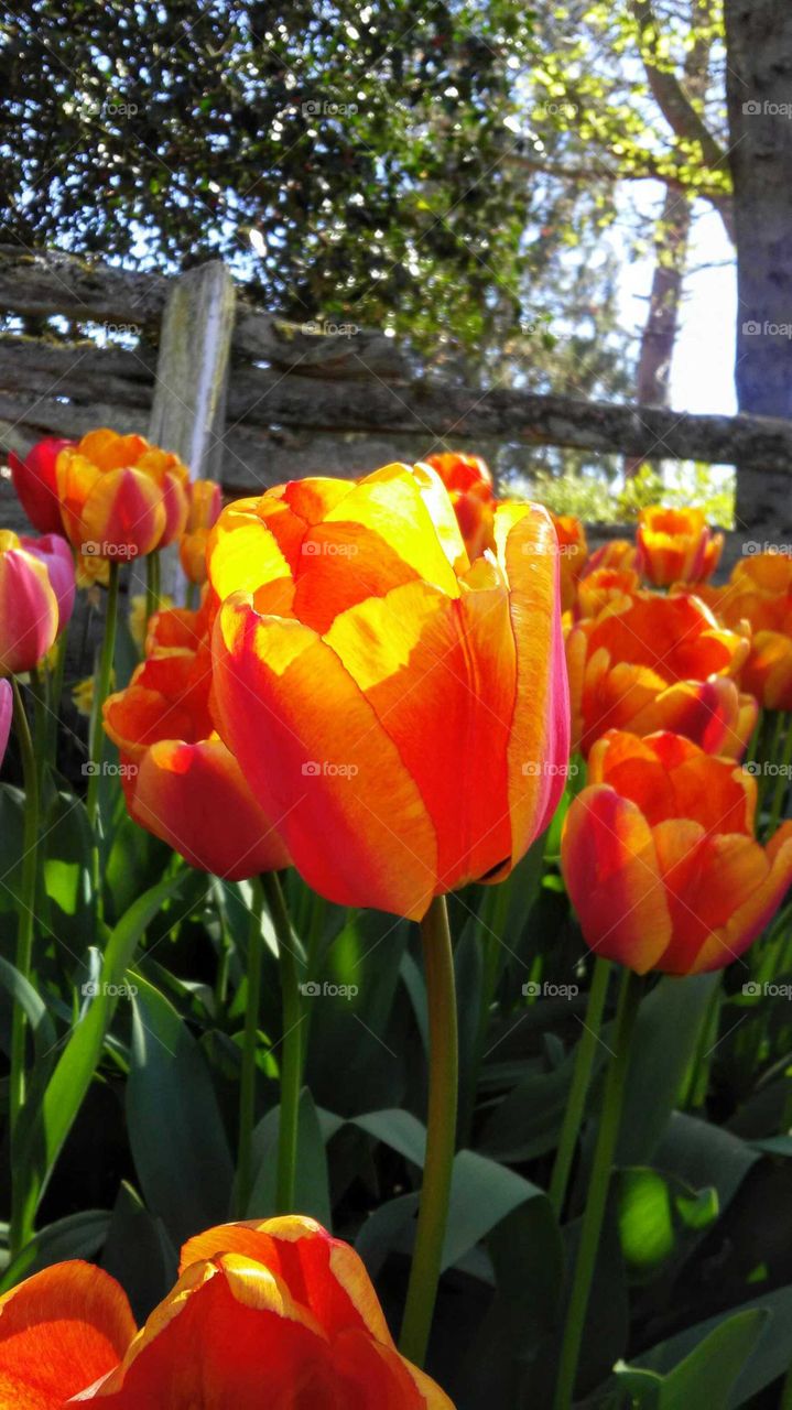 Pop of Orange, Spring Tulip Festival, Mount Vernon, Fidalgo Island, Washington, USA