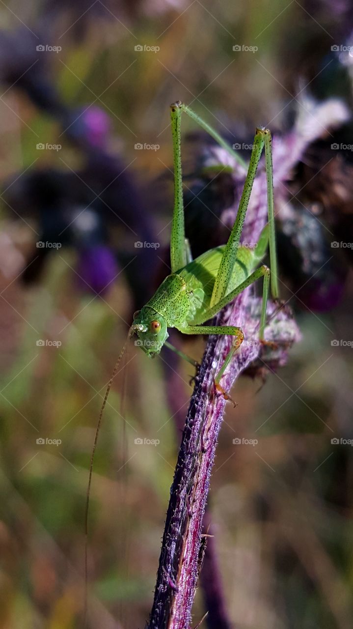 Green grasshopper on the thistle stem.