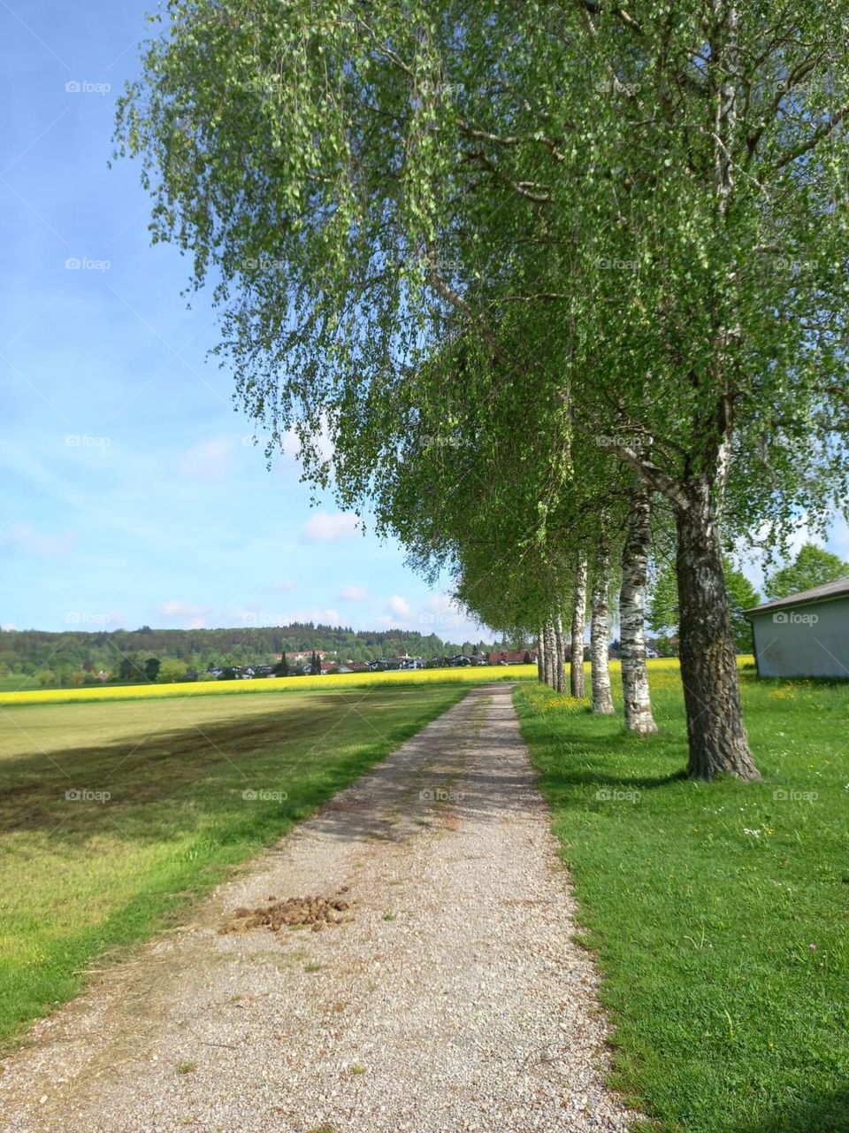 A Straight Path in Bavaria