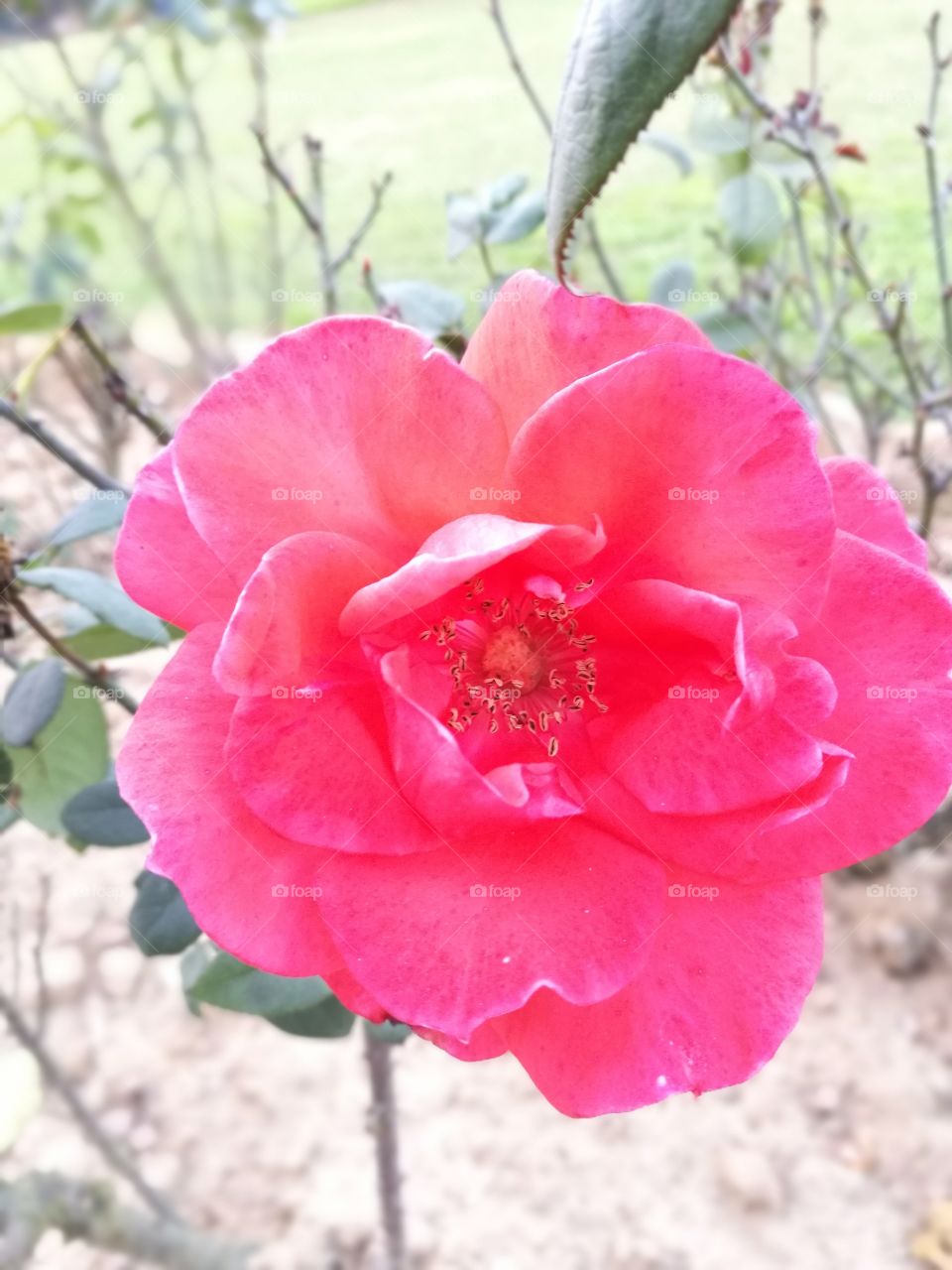 Rose flower