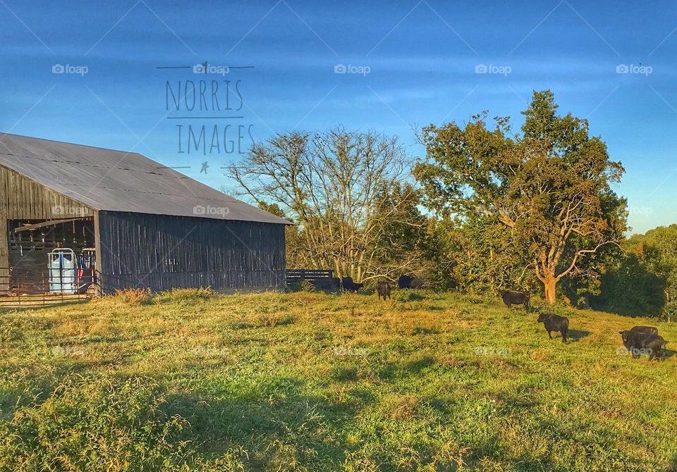 Till the cows come home 