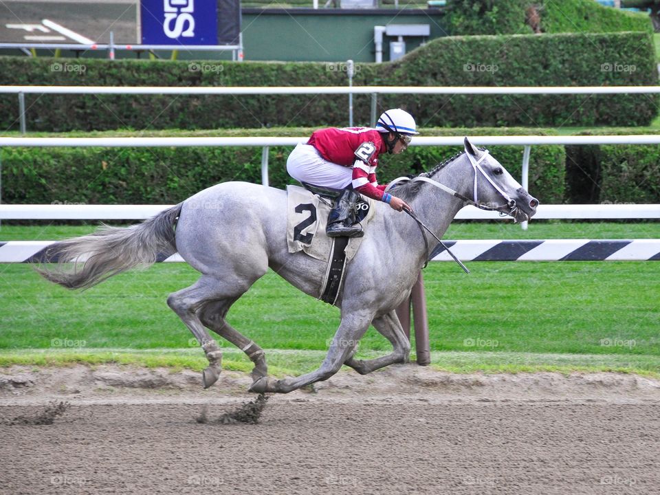Just Wicked by Tapit . A roan 2 yr-old filly by Leading Sire Tapit. Just Wicked winning her debut at Saratoga. 

Zazzle.com/Fleetphoto 