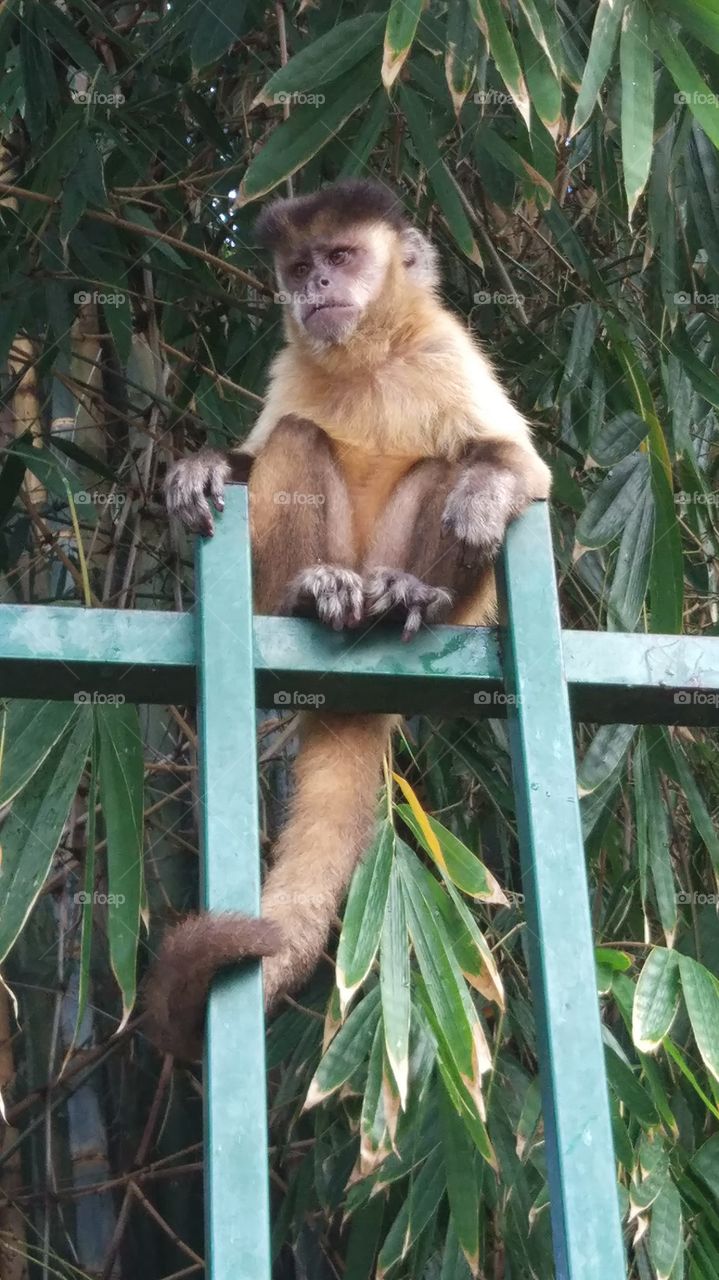 macaco